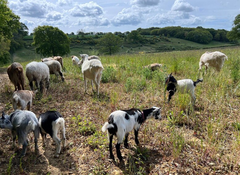 Picture 19 for Activity Kent: Guided Goat and Sheep Walk in the Countryside 5