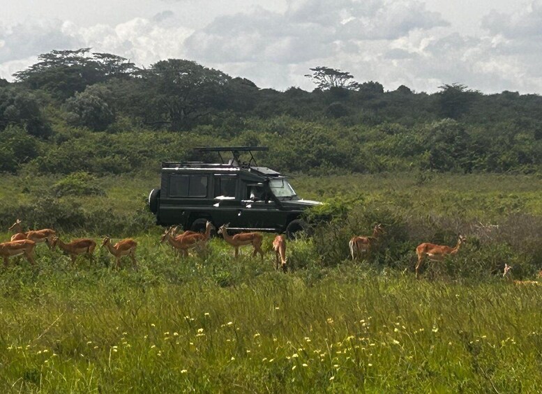 A safari vehicle in a grassy field with several antelopes. 2