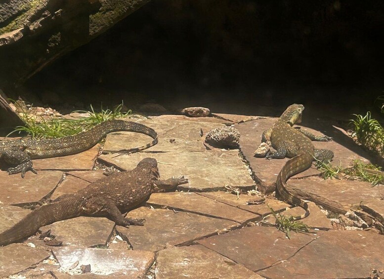 A group of reptiles on a stone surface with greenery and a dark background. 5