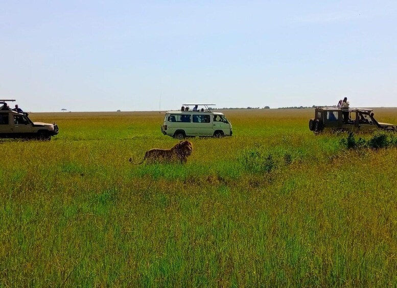 A safari vehicle, a lion, and a field. 4