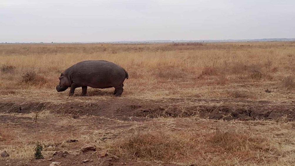 A hippo walking across a dry grassland with sparse vegetation. 3