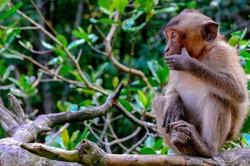 Discover the National Biosphere Reserve of Can Gio Private Tour 3