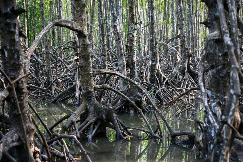 Discover the National Biosphere Reserve of Can Gio Private Tour 2