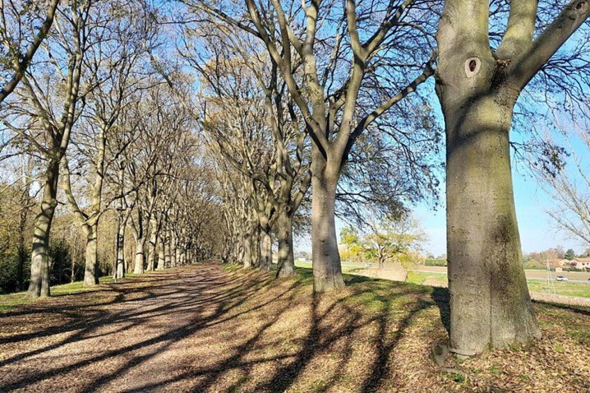 A tree-lined path with shadows on the ground. 3