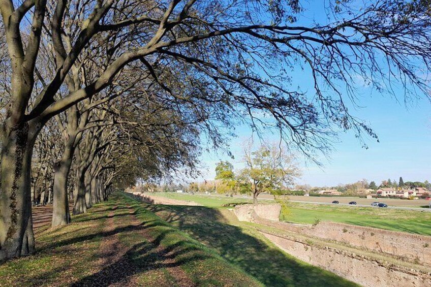 A tree-lined pathway with a grassy area and a distant building. 5