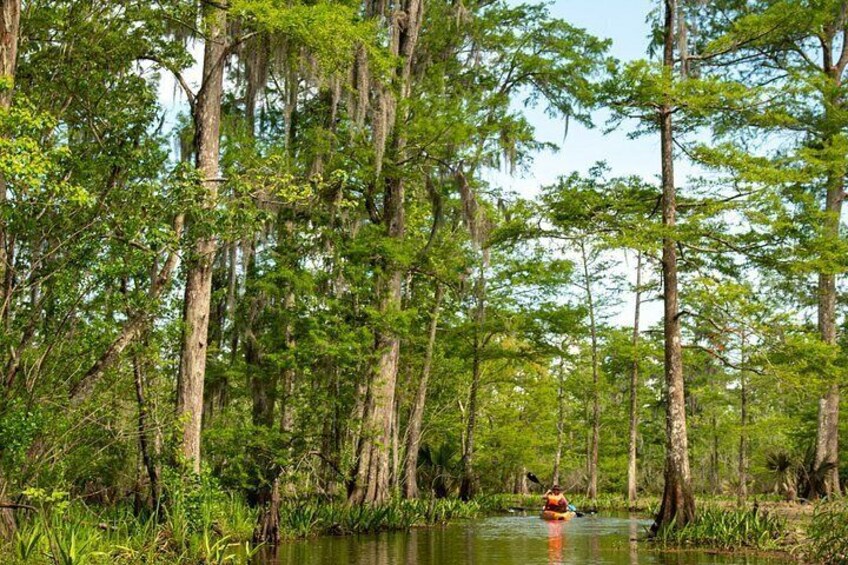 New Orleans Guided Kayak Swamp Tour 5