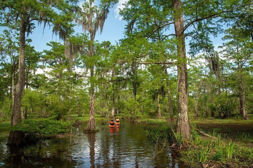New Orleans Guided Kayak Swamp Tour 4