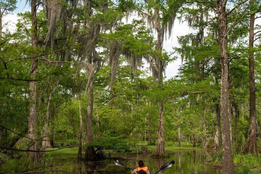 New Orleans Guided Kayak Swamp Tour 3