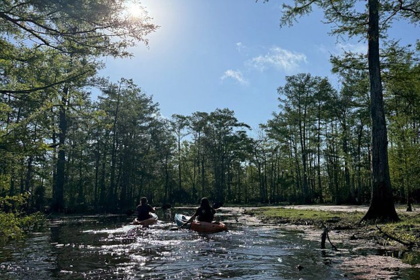 A river with people paddling kayaks, surrounded by a forest of tall trees. 5