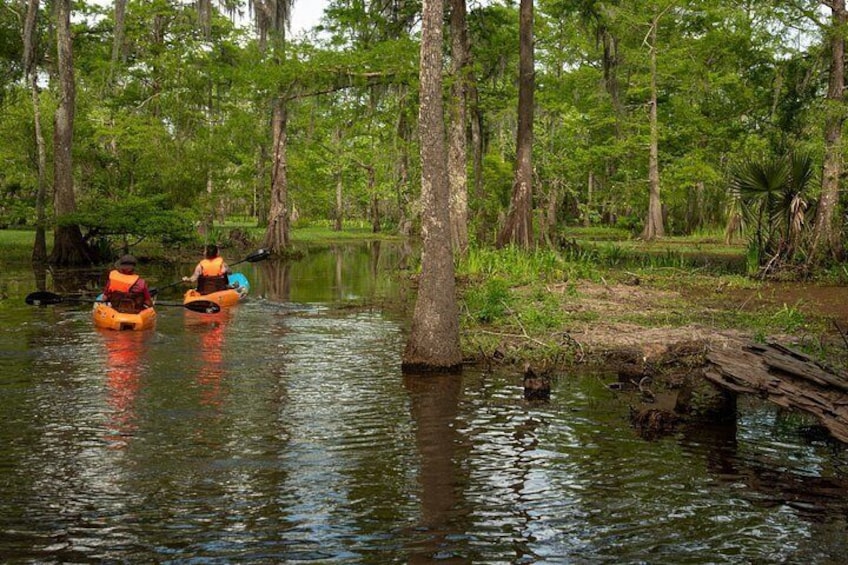 New Orleans Guided Kayak Swamp Tour 2