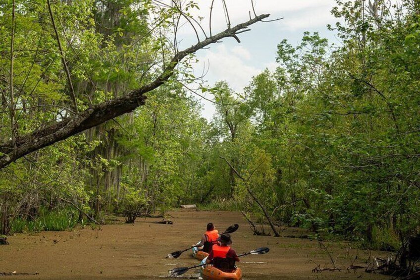 New Orleans Guided Kayak Swamp Tour 4