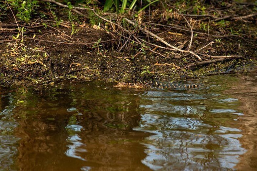 New Orleans Guided Kayak Swamp Tour 3