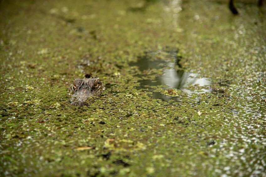 New Orleans Guided Kayak Swamp Tour 2