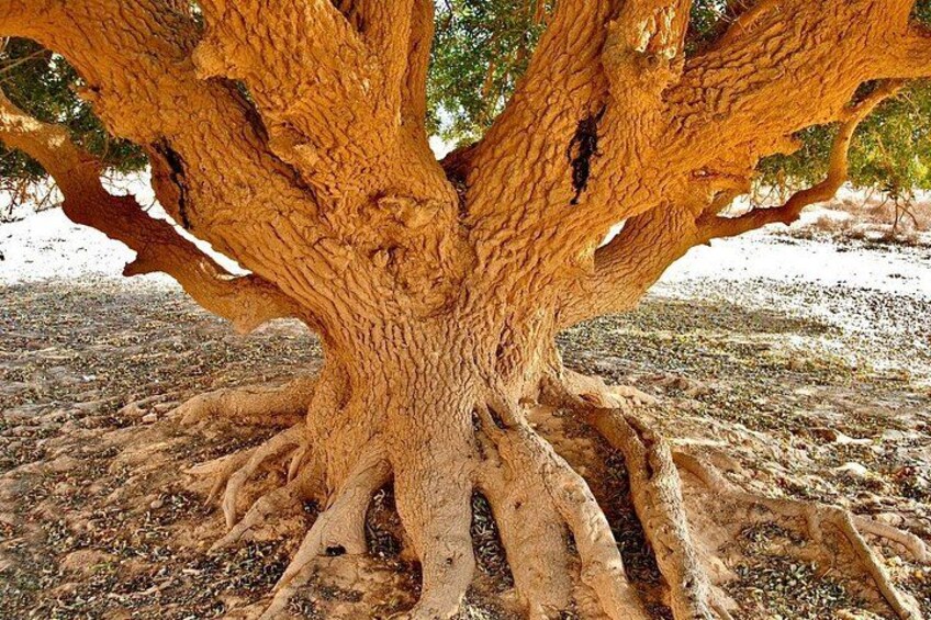 Un árbol grande con raíces extensas y una copa amplia. 2