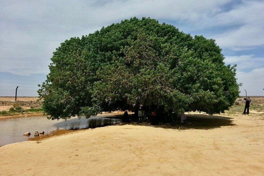 Un árbol grande junto a la orilla de un río en un paisaje desértico. 3