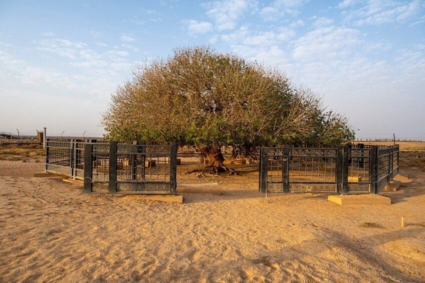 Paisaje desértico con un árbol grande, una valla metálica y cielo despejado. 5