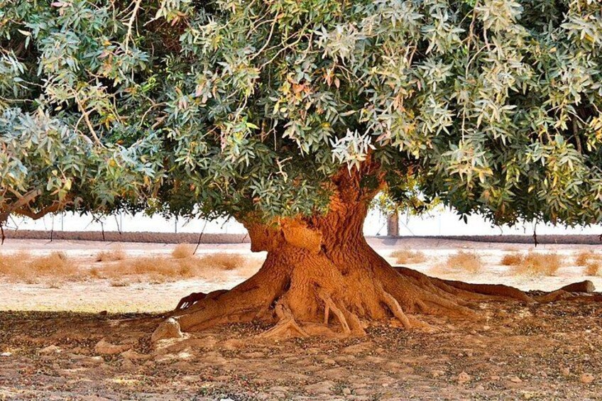 Un árbol grande con un tronco grueso y follaje denso. 4