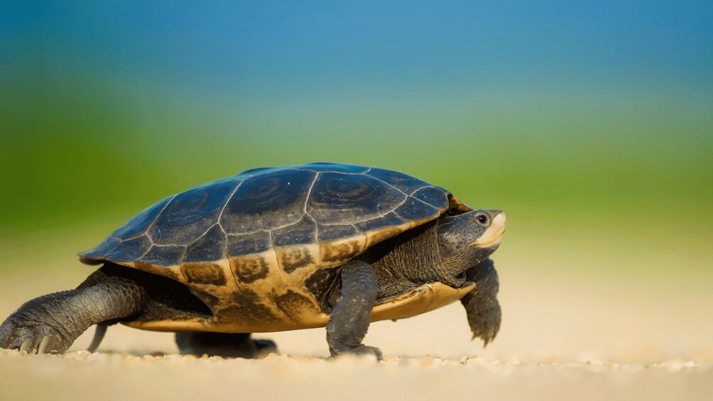A turtle on a sandy surface with a blurred green background. 4