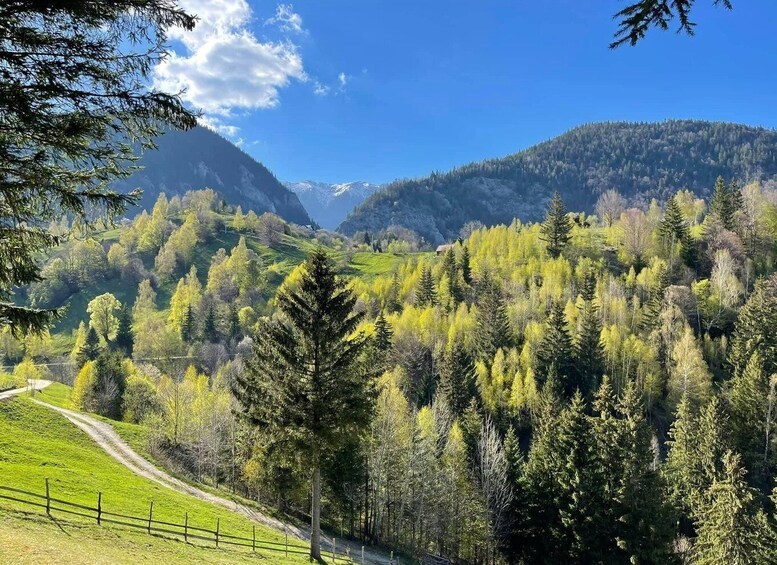 A mountainous landscape with a clear sky, a winding path, and a variety of trees. 2