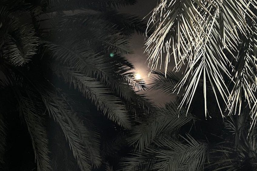 A night scene with a moonlit palm tree and a starry sky. 3