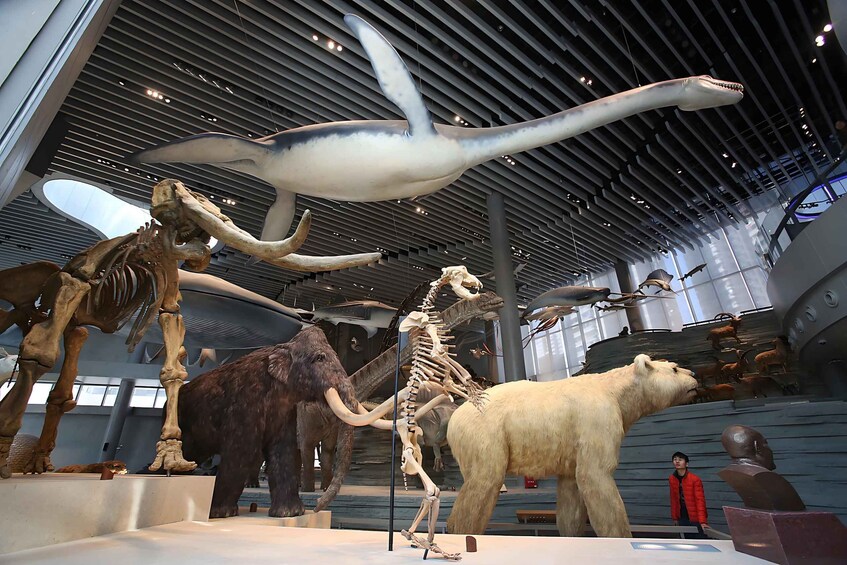 A museum exhibit with dinosaur skeletons and a large whale skeleton. 3