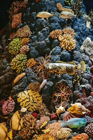 A vibrant coral reef with diverse fish species and colorful corals. 2