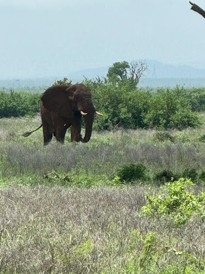 An elephant in a grassy field with trees and mountains in the background. 3
