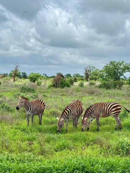 Zebras grazing in a grassy field with trees and a cloudy sky in the background. 2