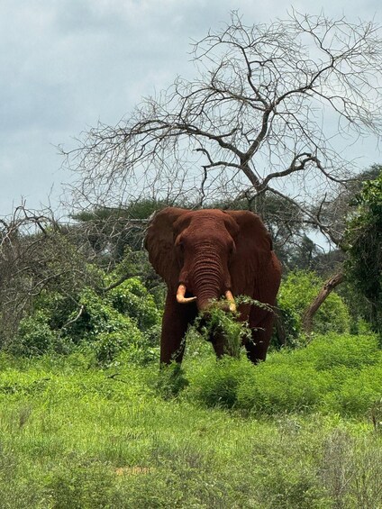 An elephant in a grassy field with trees in the background. 1
