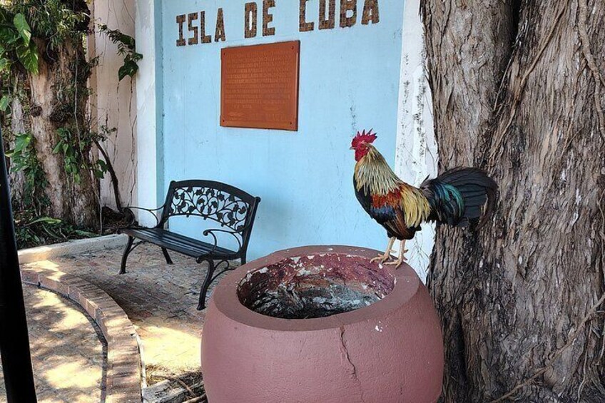 En hane, en bænk og en mur med teksten 'Isla De Cuba'. 3