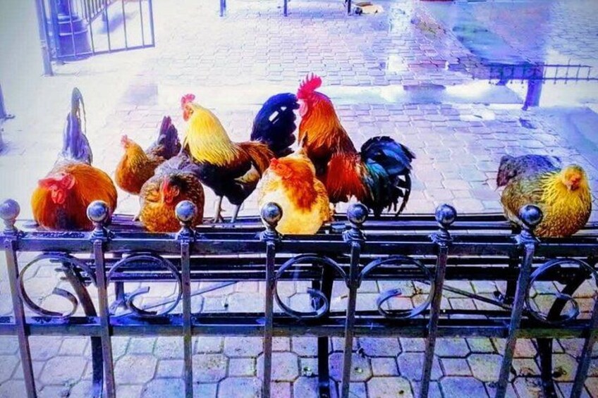 Un grupo de gallinas sobre una barandilla metálica. 4