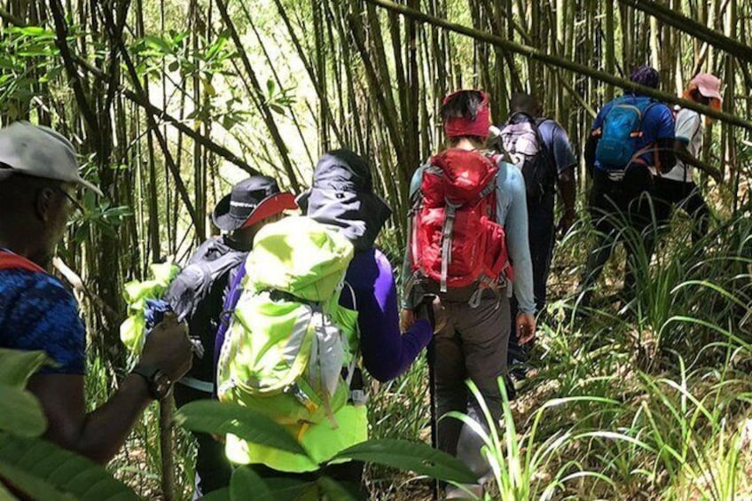 Un groupe de randonneurs traversant une forêt de bambous. 2