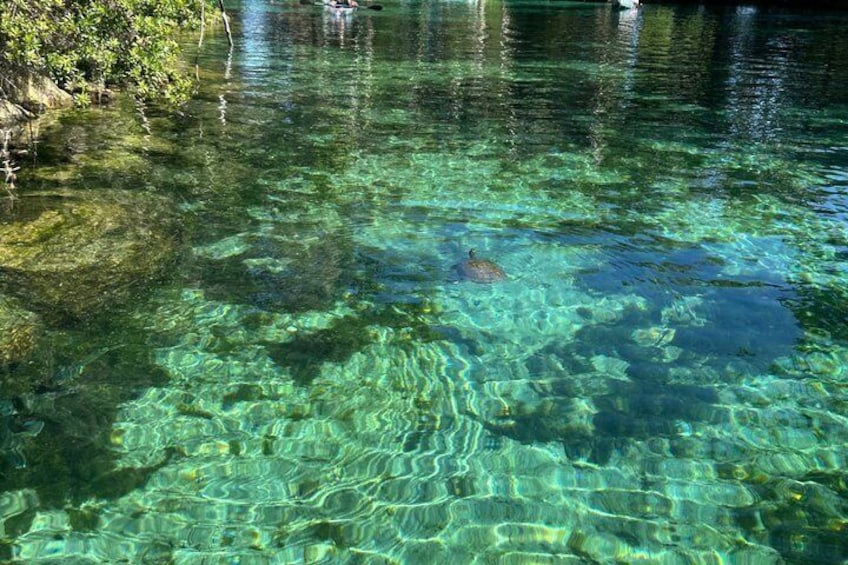 Clear Kayak Three Sisters Springs Guided Summer Swim Tour 2