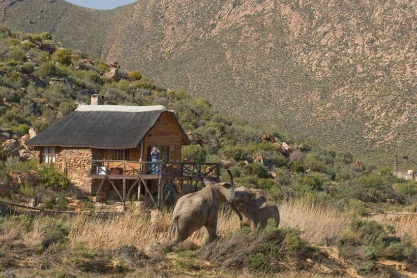 Big Five Sunset Safari Experience with Lunch 2