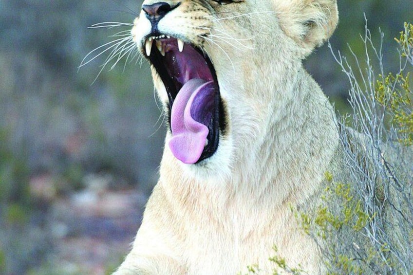 Big Five Sunset Safari Experience with Lunch 4