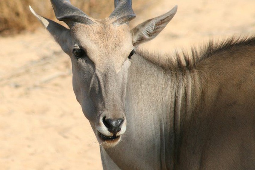 A close-up of a kudu's face with prominent horns and a sandy background. 5