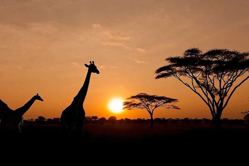 A giraffe silhouetted against a sunset, a tree, and a person lying on the ground. 1