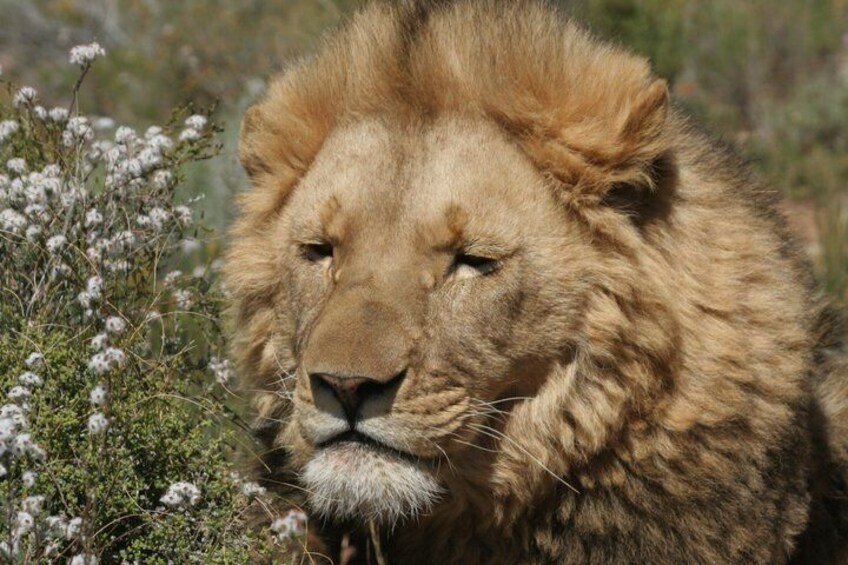 Big Five Sunset Safari Experience with Lunch 5