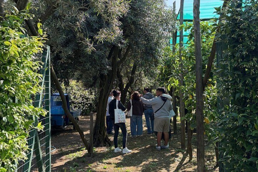 Sorrento: Cooking Class Under the Lemon Trees with view 4