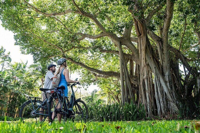 A group of people on bicycles near a large tree with extensive roots. 1