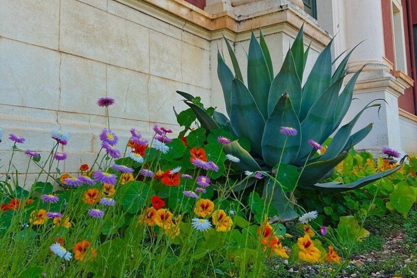 Wildflowers, Canola Fields and Historic New Norcia Day Tour 3