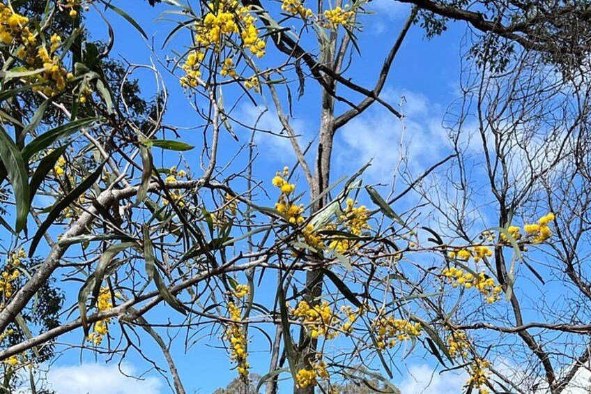 Wildflowers, Canola Fields and Historic New Norcia Day Tour 2