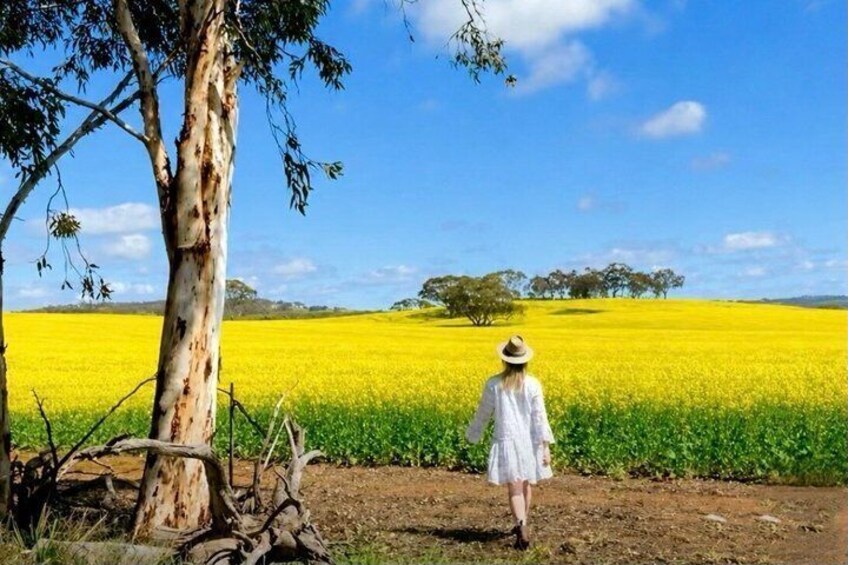 Wildflowers, Canola Fields and Historic New Norcia Day Tour 1