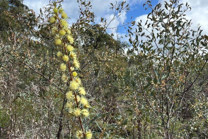 Wildflowers, Canola Fields and Historic New Norcia Day Tour 5