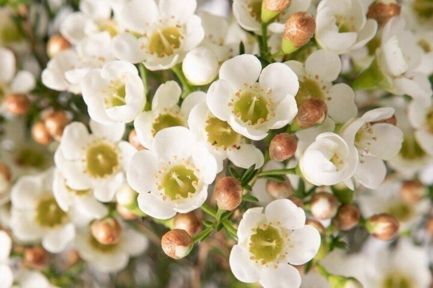 Witte bloemen met groene centra en bruine knoppen aan een tak. 4