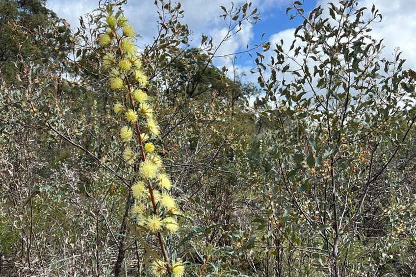 Wildflowers, Canola Fields and Historic New Norcia Day Tour 5