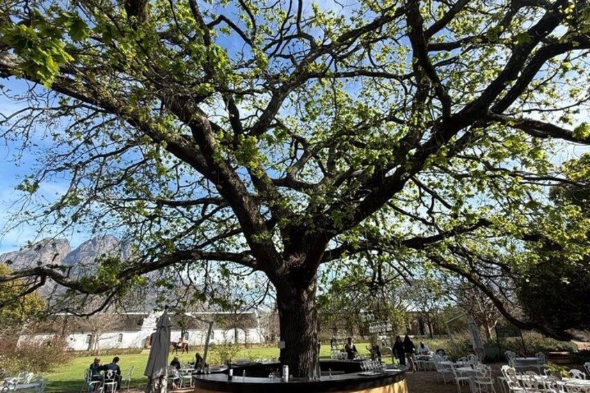 Winelands Full Day Tour Fairview and Franschhoek Estates 4