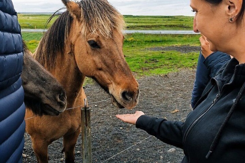 Une personne nourrit un cheval dans un cadre rural, avec une clôture et des champs verdoyants en arrière-plan. 2