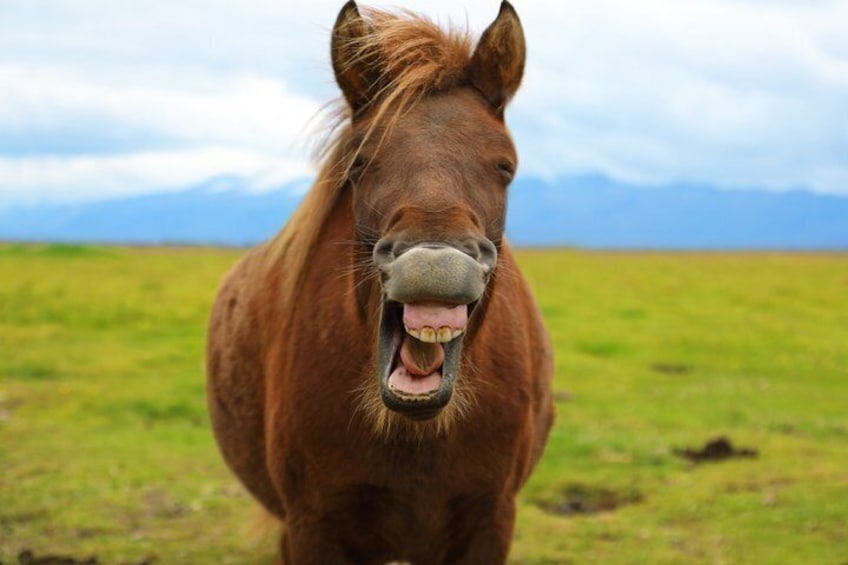 Un cheval brun, avec un museau blanc et une bande blanche sur le nez, se tient dans un champ herbeux, avec une chaîne de montagnes en arrière-plan. 5