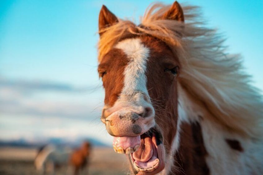 Un gros plan du visage d’un cheval, avec un pelage blanc et marron, une longue crinière, et un ciel dégagé et un paysage lointain en arrière-plan. 1
